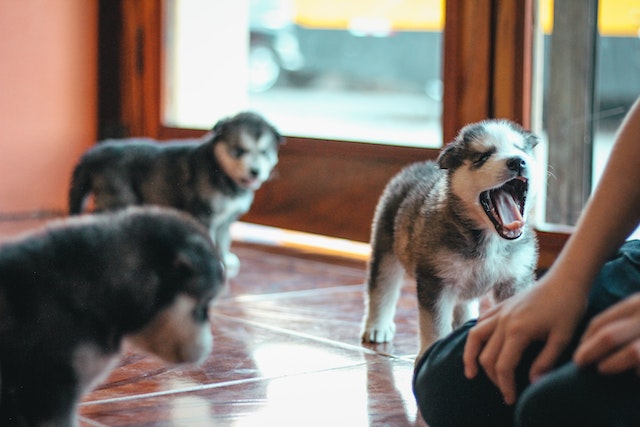 three puppies standing on a tile floor